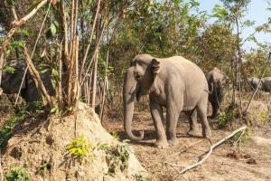 Jungle Trekking,Wildlife,Elephant Forest Sanctuary,